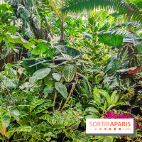 Automne Tropical 2023