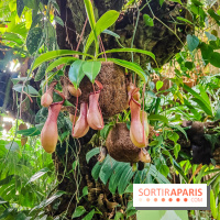 Automne Tropical 2023