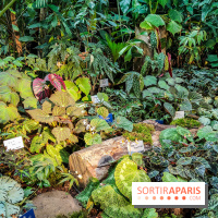 Automne Tropical 2023