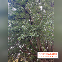 Le parc Montsouris - nos photos - image00037