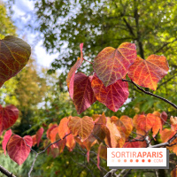 Le parc de l'Île Verte à Chatenay-Malabry - nos photos - image00547