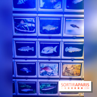 Enquête à Madagascar : nos photos de l'exposition immersive ultra ludique de l'Aquarium tropical
