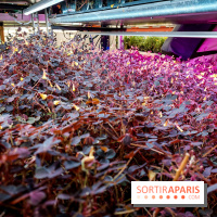 La Caverne, ferme urbaine bio à Paris, nos photos - 20240122 143900