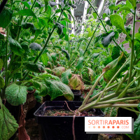 La Caverne, ferme urbaine bio à Paris, nos photos - 20240122 143913