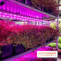 La Caverne, ferme urbaine bio à Paris, nos photos - 20240122 144115