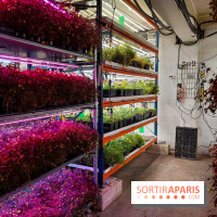 La Caverne, ferme urbaine bio à Paris, nos photos - 20240122 144136