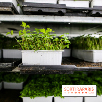 La Caverne, ferme urbaine bio à Paris, nos photos - IMG 2185