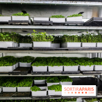 La Caverne, ferme urbaine bio à Paris, nos photos - IMG 2186