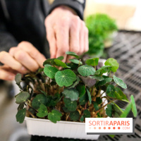 La Caverne, ferme urbaine bio à Paris, nos photos - IMG 2192