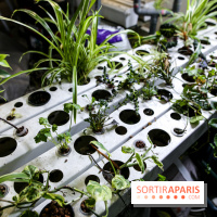 La Caverne, ferme urbaine bio à Paris, nos photos - IMG 2203