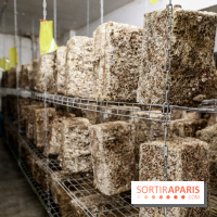 La Caverne, ferme urbaine bio à Paris, nos photos - IMG 2216