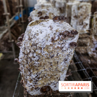 La Caverne, ferme urbaine bio à Paris, nos photos - IMG 2223