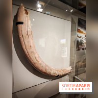 Dans la Seine : une expo de la Crypte archéologique dévoile les objets retrouvés dans la Seine