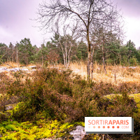 Le sentier de l'érosion à Fontainebleau - balade en forêt -  A7C4649