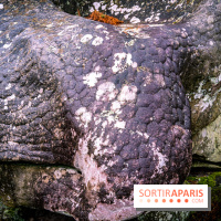 Le sentier de l'érosion à Fontainebleau - balade en forêt -  A7C4645