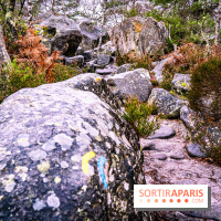 Le sentier de l'érosion à Fontainebleau - balade en forêt -  A7C4646