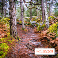 Le sentier de l'érosion à Fontainebleau - balade en forêt -  A7C4640