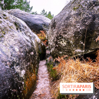 Le sentier de l'érosion à Fontainebleau - balade en forêt -  A7C4642