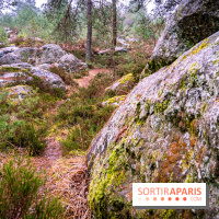 Le sentier de l'érosion à Fontainebleau - balade en forêt -  A7C4632