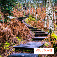 Le sentier de l'érosion à Fontainebleau - balade en forêt -  A7C4620 HDR