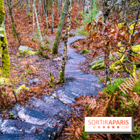 Le sentier de l'érosion à Fontainebleau - balade en forêt -  A7C4578 HDR