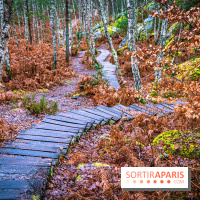 Le sentier de l'érosion à Fontainebleau - balade en forêt -  A7C4596 HDR