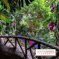 1001 Orchidées 2024, les photos de l'exposition florale dans les Grandes Serres du Muséum