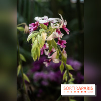 1001 Orchidées 2024, les photos de l'exposition florale dans les Grandes Serres du Muséum -  A7C5216