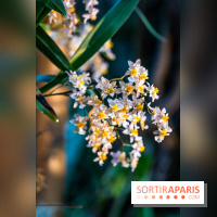 1001 Orchidées 2024, les photos de l'exposition florale dans les Grandes Serres du Muséum