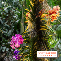 1001 Orchidées 2024, les photos de l'exposition florale dans les Grandes Serres du Muséum