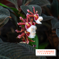 1001 Orchidées 2024, les photos de l'exposition florale dans les Grandes Serres du Muséum