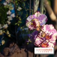 1001 Orchidées 2024, les photos de l'exposition florale dans les Grandes Serres du Muséum