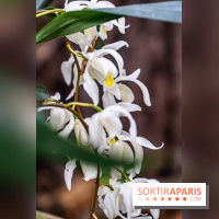 1001 Orchidées 2024, les photos de l'exposition florale dans les Grandes Serres du Muséum