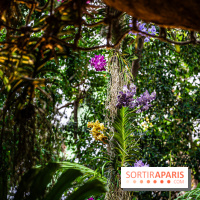 1001 Orchidées 2024, les photos de l'exposition florale dans les Grandes Serres du Muséum