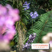 1001 Orchidées 2024, les photos de l'exposition florale dans les Grandes Serres du Muséum