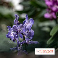 1001 Orchidées 2024, les photos de l'exposition florale dans les Grandes Serres du Muséum -  A7C5260