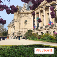Visuel Paris 8e - Petit Palais printemps cerisiers fleurs 
