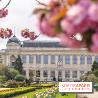 Visuel Paris 5e -  jardin des plantes - museum - printemps - cerisiers