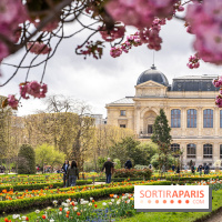 Visuel Paris 5e -  jardin des plantes - museum - printemps - cerisiers