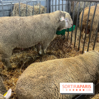 Salon de l'agriculture 2024