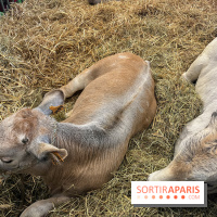 Salon de l'agriculture 2024 - image00036