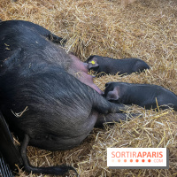 Salon de l'agriculture 2024 - image00030