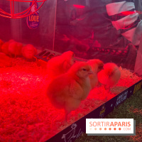 Salon de l'agriculture 2024 - image00031