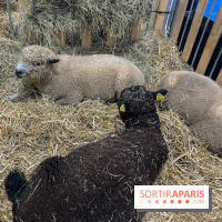 Salon de l'agriculture 2024