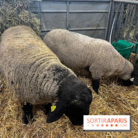 Salon de l'agriculture 2024 - image00023