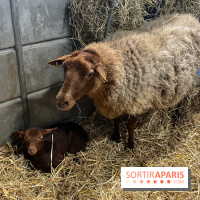 Salon de l'agriculture 2024 - image00020