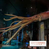 Grande Galerie de l'évolution- visuels 2024 - image00109