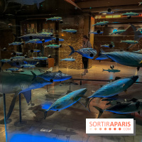 Grande Galerie de l'évolution- visuels 2024 - image00110