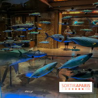 Grande Galerie de l'évolution- visuels 2024 - image00111