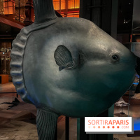 Grande Galerie de l'évolution- visuels 2024 - image00112